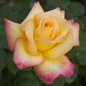 Edelrose 'Oriental Peace'®